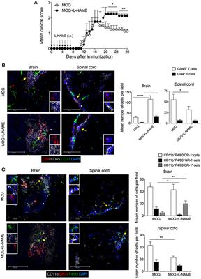 The iNOS Activity During an Immune Response Controls the CNS Pathology in Experimental Autoimmune Encephalomyelitis